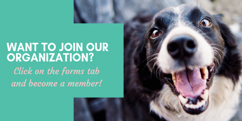Want to join our organization? Click on the forms tab and become a member! Border Collie